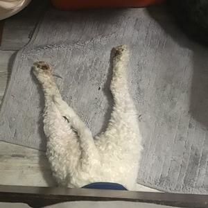 Meet your Posher, Laura